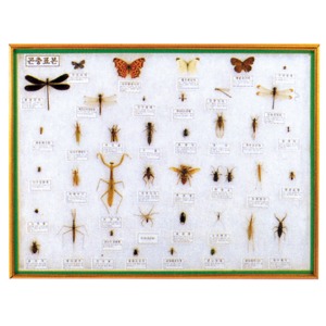 16847 곤충표본40종