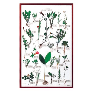 16849 식물표본25종