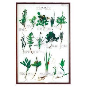 16850 식물표본15종