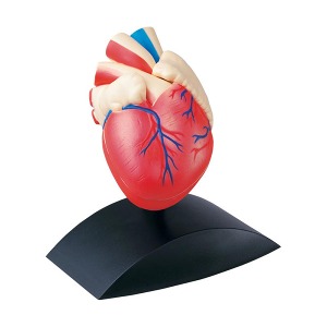 PD002 인체모형-심장(1:1사이즈)